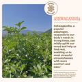 Stress Savior Herbal Spotlight featuring Ashwagandha adapogen for mood and rest.